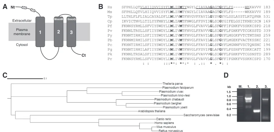 Figure 1 Features characteristic of the copper transport protein family are conserved in the putativecopper transporter sequences with seven characterized transporters from various organisms.domain fromfalciparumUnderlined amino acids (Hs) indicate the pos