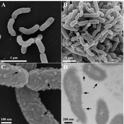 Figure 8. SEM (panels A, B, and C) and TEM (panel D) micrographs of Ca6 T  grown on pyruvate  (A and C) or pyrene (B and D)