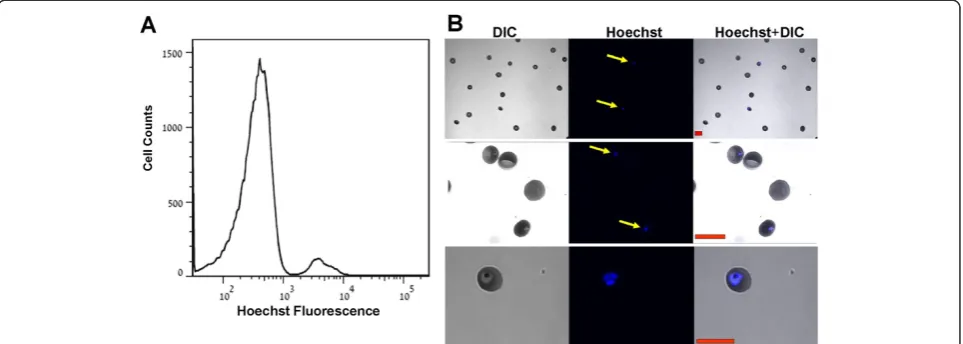 Figure 1 Detection ofwith Hoechst, and then applied to chambered(DIC), middle panels: Hoechst (Blue), right panels: overly of Hoechst staining and DIC