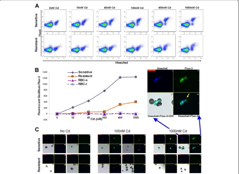 Figure 2 Concentration dependent accumulation of Cd in RBCs infected with P. falciparum Cd resistant and sensitive strains