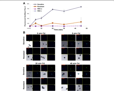 Figure 3 Time dependent Cd accumulation in RBCs infected withHoechst and Fluo-3/AM, IV: combined Hoechst and Fluo-3/AM with DIC