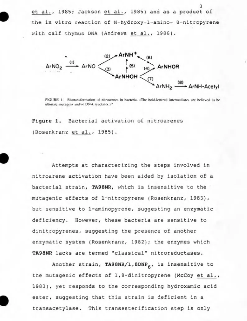 FIGURE I.    Biotranslormation of nilroarenes in bacteria. (The bold-lettered intermediates are believed to be ultimate niutaaens and.or DN.A reactants.)-''