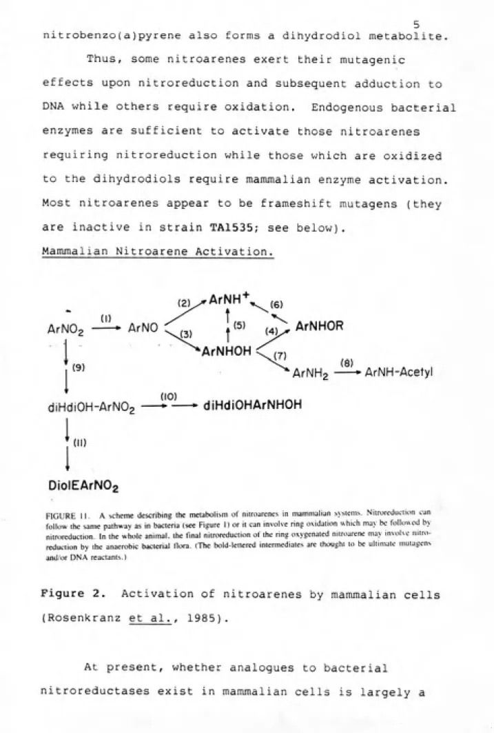 FIGURE II. A scheme describing the metabolism of nitroarenes in mammalian systems. Nitroreduction can follow the same pathway as in bacteria (see Figure 1) or it can involve ring oxidation which ma\ be followed by nitroreduction