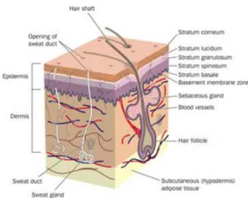Figure 8: Structure of skin. Courtesy of CliniMed UK  72