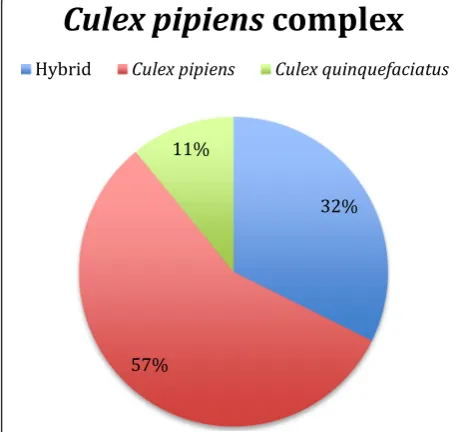 Fig. 2 Identification of members of the Culex pipiens complex. Atotal of 504 individuals identified as members of the Culex pipienscomplex were screened for species identification by amplifying partof the ace-2 gene following the protocol described by Smit
