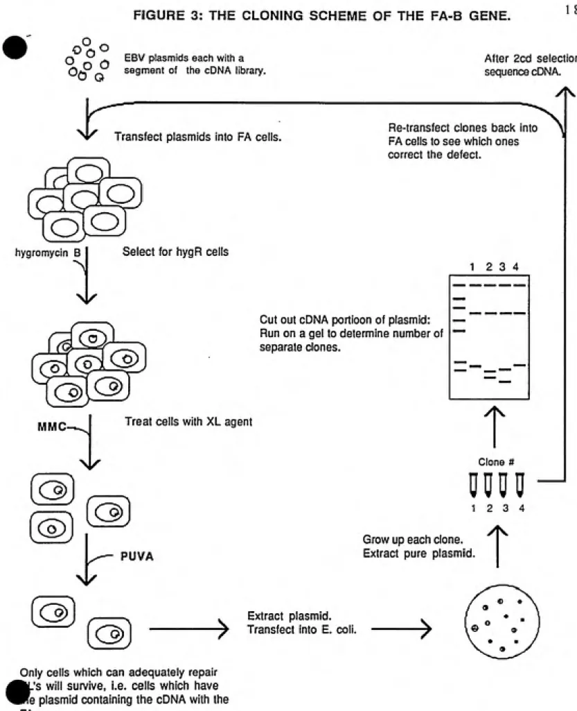 FIGURE 3: THE CLONING SCHEME OF THE FA-B GENE. 1 8