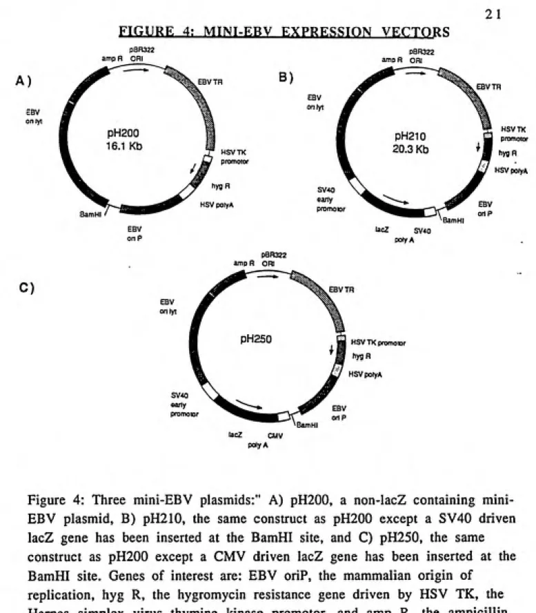 FIGURE  4!   MTNT-ERV  EXPRESSION   VECTORS