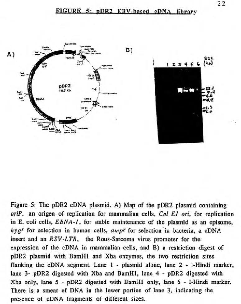 Figure 5: The pDR2 cDNA plasmid. A) Map of the pDR2 plasmid containing oriP,   an origen of replication for mammalian cells