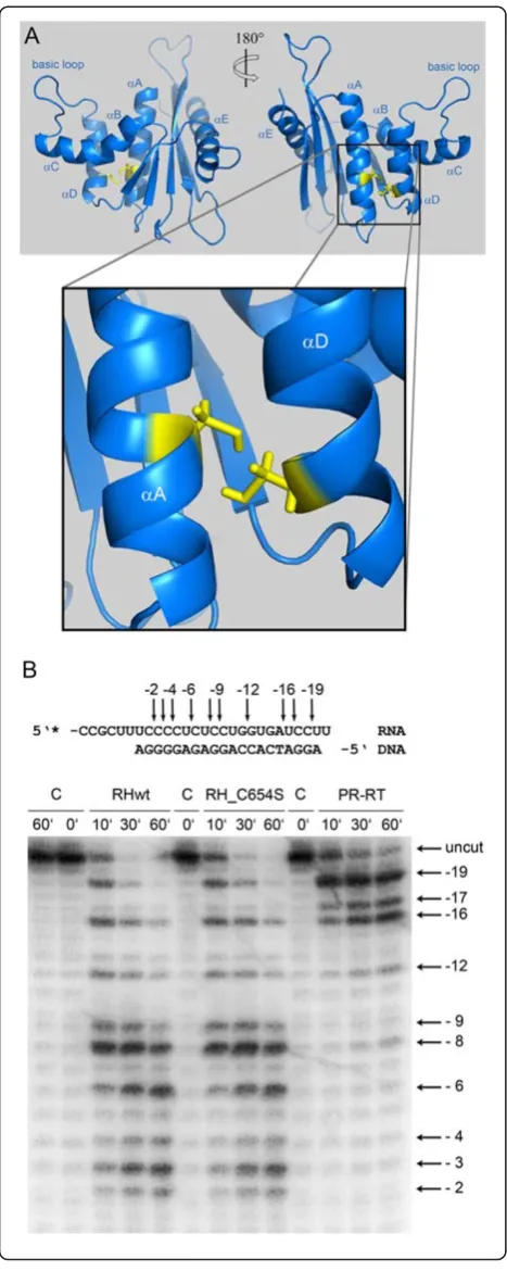 Figure 3 Orientation of Cys654 and Cys709 in PFV RNase H.Comparison of RNase H mutant C654S (RH_C654S) with the wtRNase H (RHwt) and the full length PR-RT