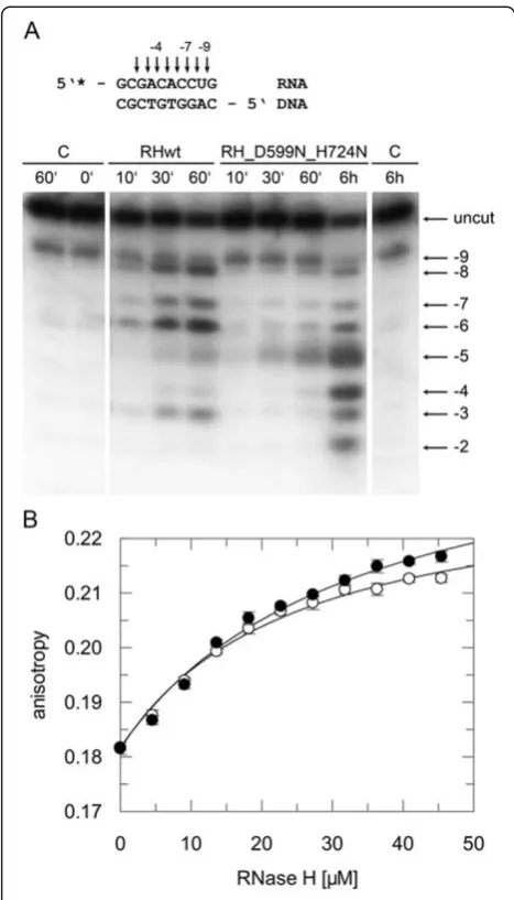 Figure 4 RNase H activity and binding affinities of mutant10/10-mer RNA/5increasing amounts of wt RNase H (open circles) or mutant RNaseH-(D599N-H724N) (closed circles)