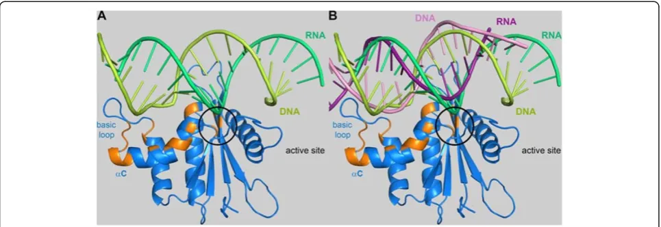 Figure 5 Modeling of an RNA/DNA substrate onto PFV RNase H. Ribbon diagram of mutant RNase H-(D599N-H724N)