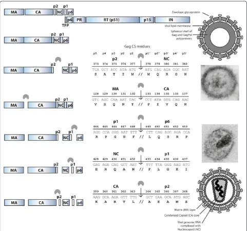Figure 1 A schematic representation of HIV particle maturation. At the top, the viral GagPol polyprotein is depicted