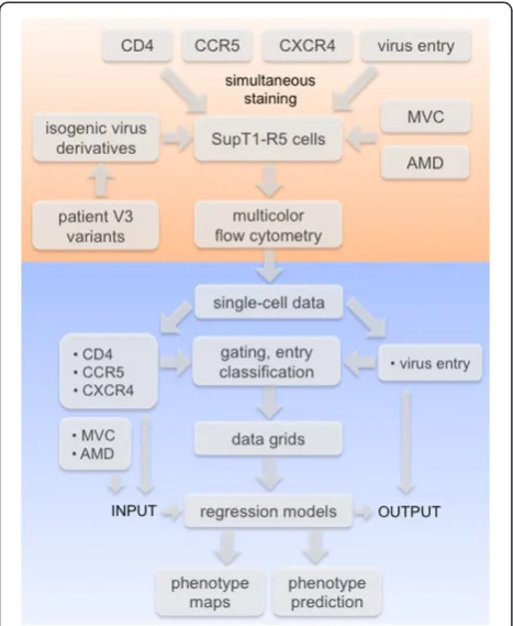 Figure 1 Data acquisition and analysis.experimental and computational pipeline employed in this study.Steps of the experimental procedure are shown in the orange partof the plot; computational steps are shown in the blue part of the The flow chart depicts theplot.