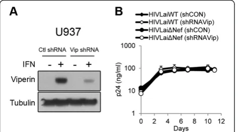 Figure 5 Analyses of endogenous Viperin activity.expression in U937 cells stably transduced with empty pGIPZ shRNAvector (Ctl) or Viperin targeting shRNA (Vip) was analyzed byWestern blot twenty hours after interferon(500 IU/ml)