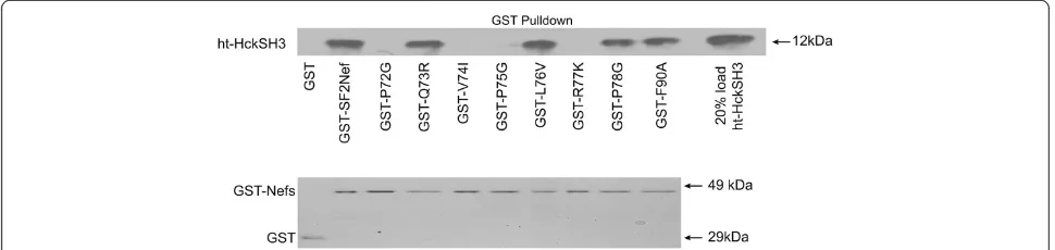 Figure 1 In vitro binding to the SH3 domain of ht-HckSH3 by SF2Nef and SF2Nef mutants