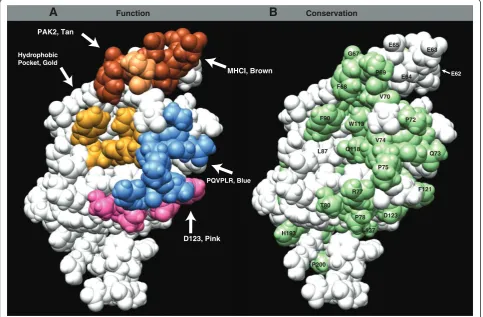 Figure 6 Organization of effector interfaces on the surface of Nef associated with the polyproline helix