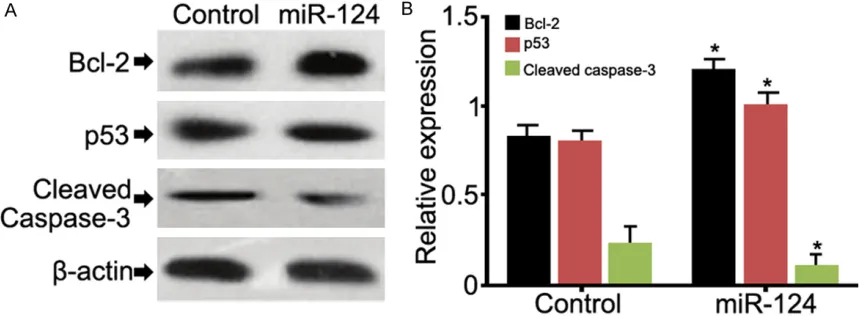 Figure 6. A. Western blot analysis of expression of Bcl-2, p53, and caspase-3. B. Quantitative analysis of the expres-sion of Bcl-2, p53, and caspase-3