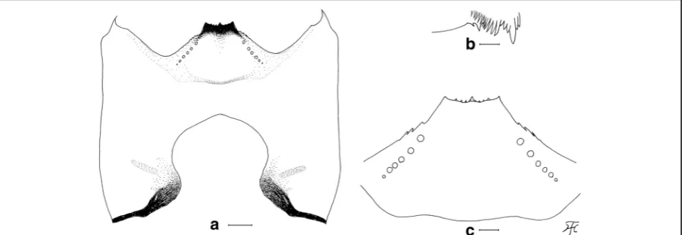 Fig. 6 Larva of( Simulium mirum n. sp. (a) Head capsule showing postgenal cleft (ventral view)