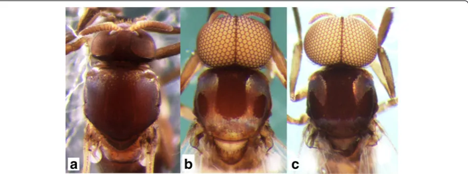 Fig. 1 Heads and thoraces of the female, and two male forms of Simulium mirum n. sp. (a) Female