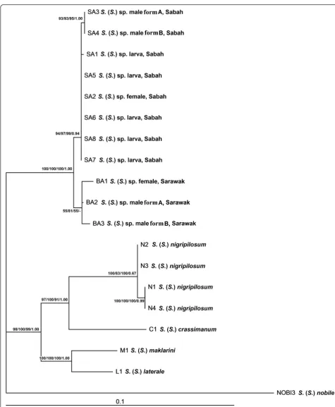 Fig. 2 Maximum likelihood phylogenetic tree of the Simulium melanopus species-group from East Malaysia based on concatenated sequences ofCOI, COII, 12S rRNA and 16S rRNA genes