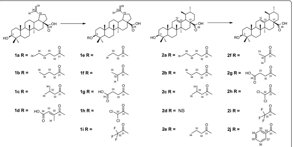 Figure 2 Semisynthetic derivatives of series BA and UA. NS: Not synthesized.
