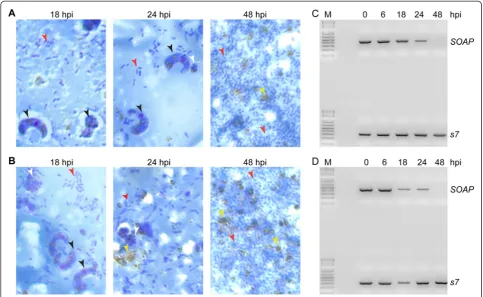Fig. 1 Detection ofdissected at 0, 6, 18, 24 and 48 hpi. The Plasmodium ookinetes in the mosquito midgut