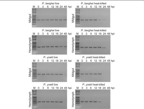 Fig. 3 Differential staining of live and dead ookinetes and bacteria in the mosquito midgut.stained with a mixture of PMA and SYBR solution.and SYBR solution