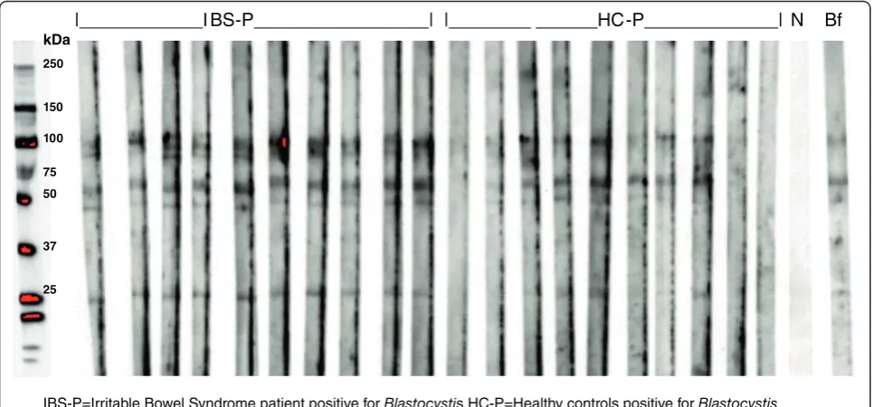 Fig. 1 Serum antibodies from Blastocystis positive clinical subgroups IBS-P and HC-P reacting with Blastocystis proteins in Western blot