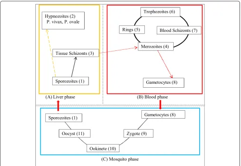 Figure 1 Schematic life cycle of malaria parasite. (A) Liver phase, (B) Blood phase, (C) Mosquito phase