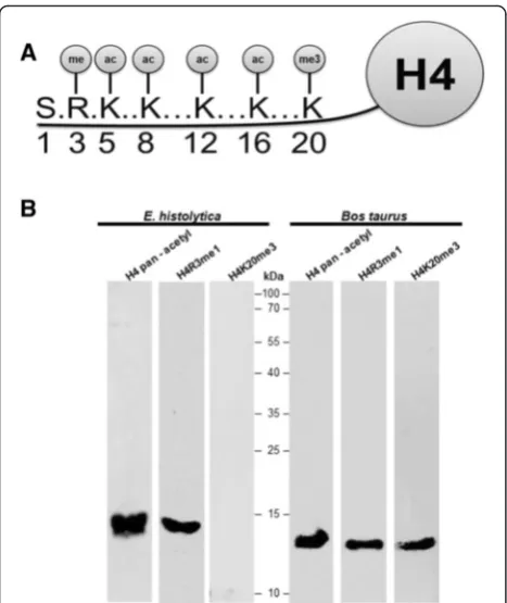 Fig. 2 The N-terminal region of histone H4 from E. histolytica isacetylated in lysines 5, 8, 12 and 16 and mono-methylated in arginine 3.a Schematic representation of more common PTMs that occur at theN-terminal region of histone H4 in eukaryotic cells