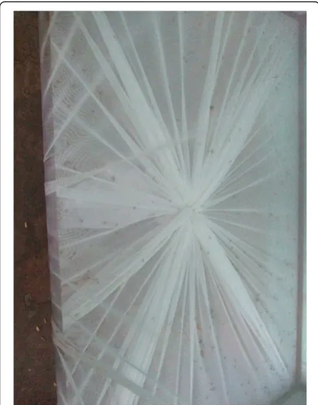 Figure 3 View of a trap that has collected mosquitoes (little blackdots inside the trap).