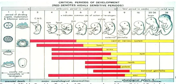 Figure 1: Highly Sensitive Periods of Gestation, adapted from Critical Periods in  Development  18