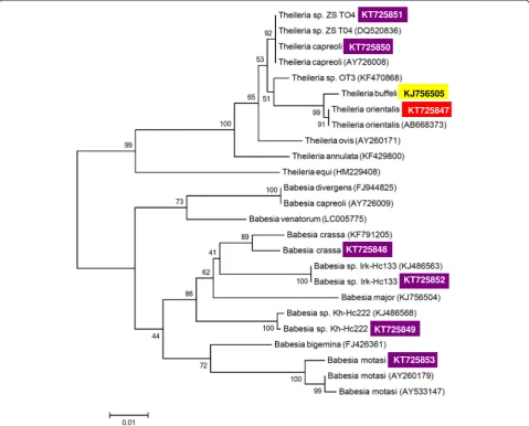 Fig. 1 Phylogenetic comparison of partial 18S rDNA sequences of piroplasms identified in Hungary (inverse colour), with related sequences fromthe GenBank