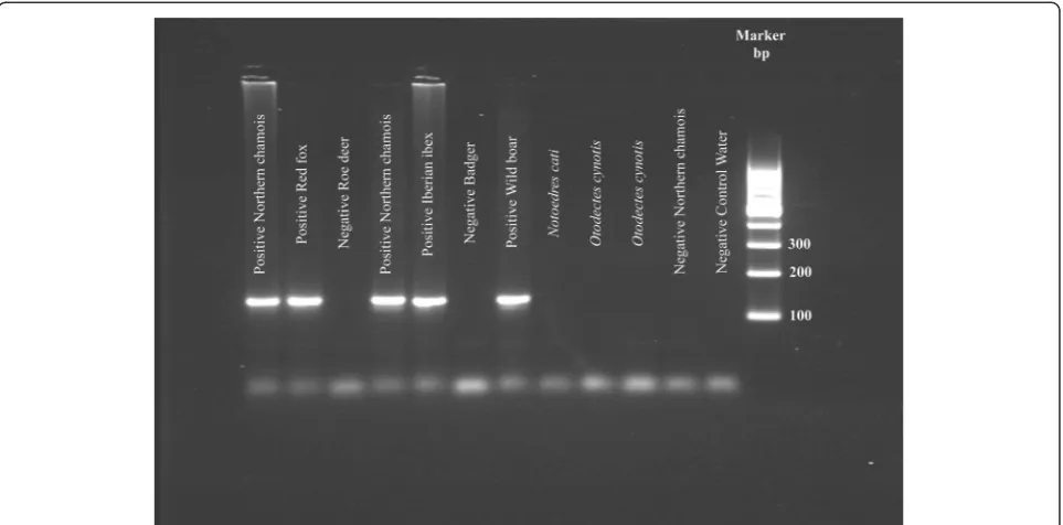 Fig. 2 Universal normal end-point PCR amplification of mitochondrial DNA from Sarcoptes scabiei (in mangy wolves from Spain) at several dilutions,using the universal primers
