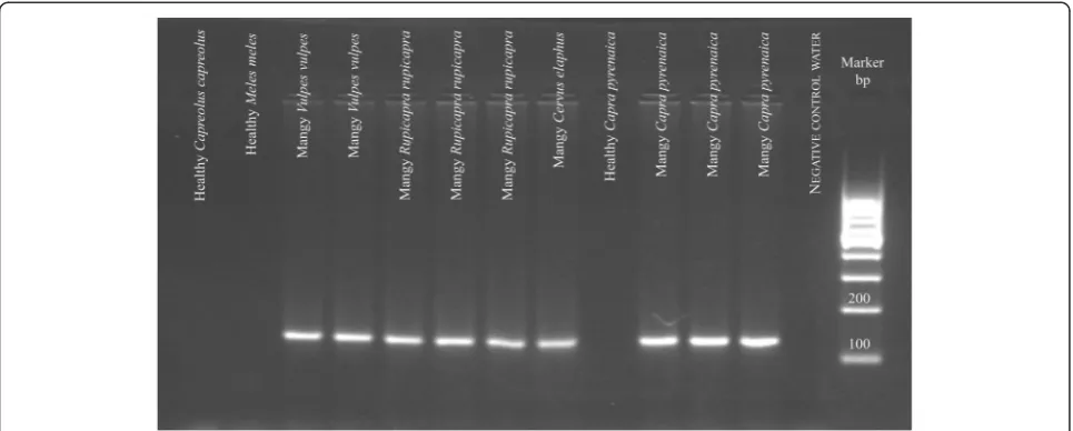 Fig. 4 Negative agarose gel showing the results of applying the normal end-point PCR universal diagnosis method for Sarcoptes scabiei to skinscrapings from different animal species with varying clinical degrees of sarcoptic mange