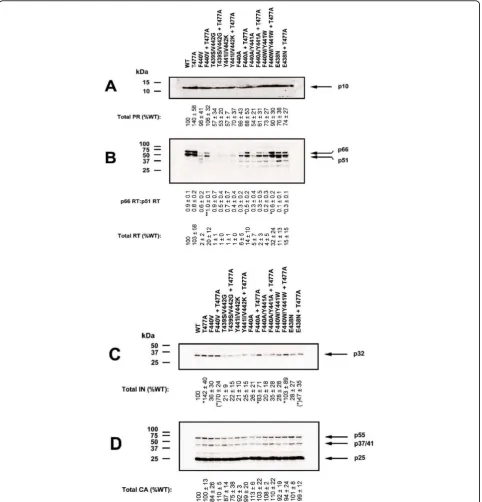 Figure 2 Effect of p51↓RNH ± T477A mutations on viral particle protein composition. Western blots of wild-type (WT) and p51↓RNH ±T477A mutant viruses (1 μg viral p24) generated by transfection of 293T cells and probed with (A) anti-PR, (B) anti-RT, (C) ant