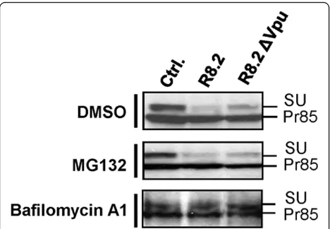 Figure 8 Representative Western blots of levels of FLAG-tagged GaLV Env Pr85 precursor and SU subunit in presenceof pHR’ and either control plasmid pGEM (Ctrl.), R8.2 orR8.2ΔVpu