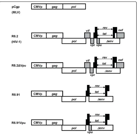 Figure 1 Schematic representation of retroviral (pCgp) and lentiviral (R8.2, R8.2ΔVpu, R8.91 and R8.91Vpu) packaging constructs