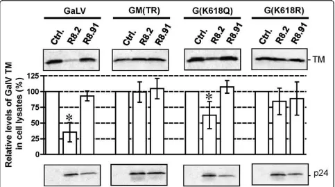 Figure 6 Western blot and quantitative analysis of GaLV TM levels for wild-type and mutant versions of GaLV Env in the presence ofpHR’ and either control plasmid pGEM, or plasmids R8.2 or R8.91