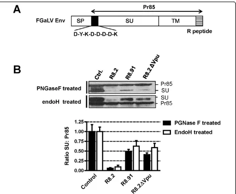 Figure 7 Analyses of levels of GaLV Env Pr85 precursor and SU subunit. A. Schematic representation of FLAG-tagged GaLV Env, showingprecursor (Pr85), mature SU and TM subunits, signal peptide (SP) and R peptide (R)