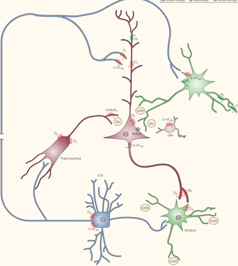Figure 1 | Neuronal circuits implicated in schizophrenia aetiology and treatment. Shown is a schematic diagram of the wiring of the frontal cortex, emphasizing inputs into cortical glutamatergic pyramidal neurons