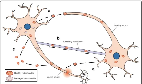 Fig. 2 Mechanisms underlying mitochondria internalization. Three uptake routes for mitochondrial therapy: a Mitochondria-containing vesiclesare released from healthy neurons (or donor cells) and then internalized into injured neurons