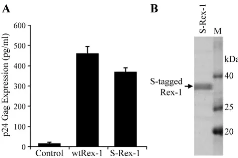 Figure 1and detection of affinity-tagged Rex-1Functional domains of HTLV-1 Rex and efficient expression Functional domains of HTLV-1 Rex and efficient expression and detection of affinity-tagged Rex-1
