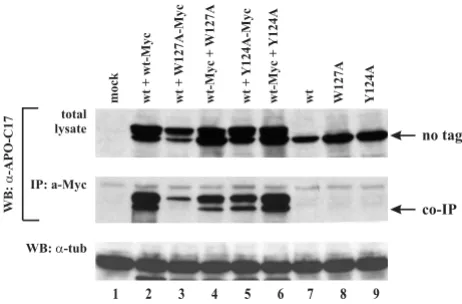 Figure 5competenceLack of correlation of A3G oligomerization and packaging Lack of correlation of A3G oligomerization and pack-aging competence