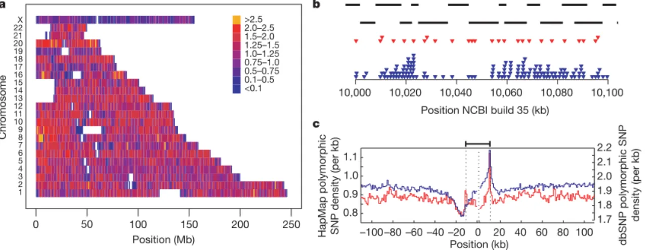 Figure 1 | SNP density in the Phase II HapMap. a , SNP density across the genome. Colours indicate the number of polymorphic SNPs per kb in the consensus data set