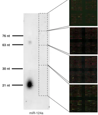 Figure 1 | Validation of the labeling method. RNA from the mouse