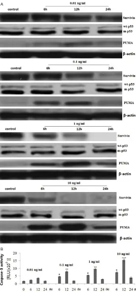 Figure 2. Effect of YM155 on survivin, p53 and PUMA expression and caspase-3 activity