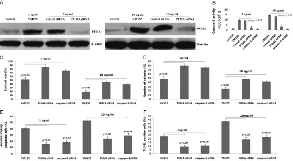 Figure 3. Effect of PUMA/caspase-3 on YM155-induced apoptosis and growth inhibition of SCC9 cells