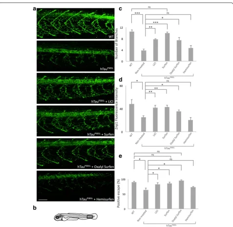 Fig. 3 Surfen and oxalyl surfen rescue motoneuron defects and functional deficits in Tg[HuC::hTauP301L; DsRed] embryos