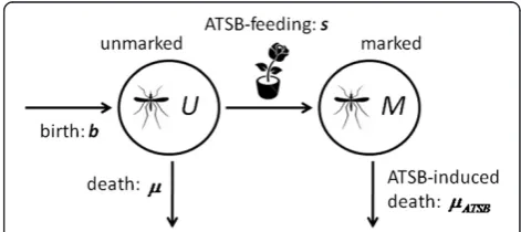 Figure 1 Schematic of the basic ATSB sugar-feeding model inmarked and unmarked mosquitoes die at the same rate,the experimental setting